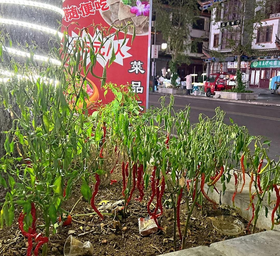 男子晒“街边的高能绿化带”，笑死了，网友：摘下来都能炒一盘了