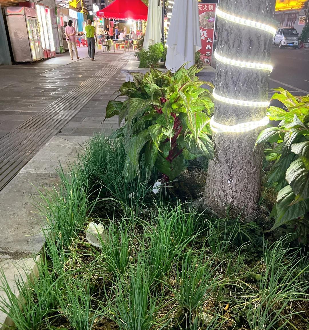 男子晒“街边的高能绿化带”，笑死了，网友：摘下来都能炒一盘了
