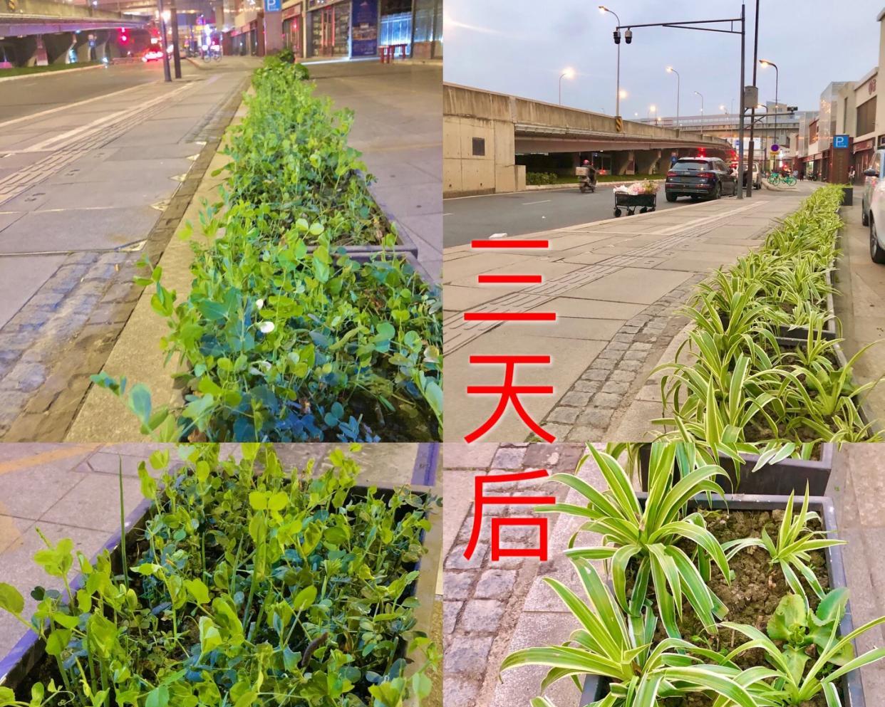 男子晒“街边的高能绿化带”，笑死了，网友：摘下来都能炒一盘了