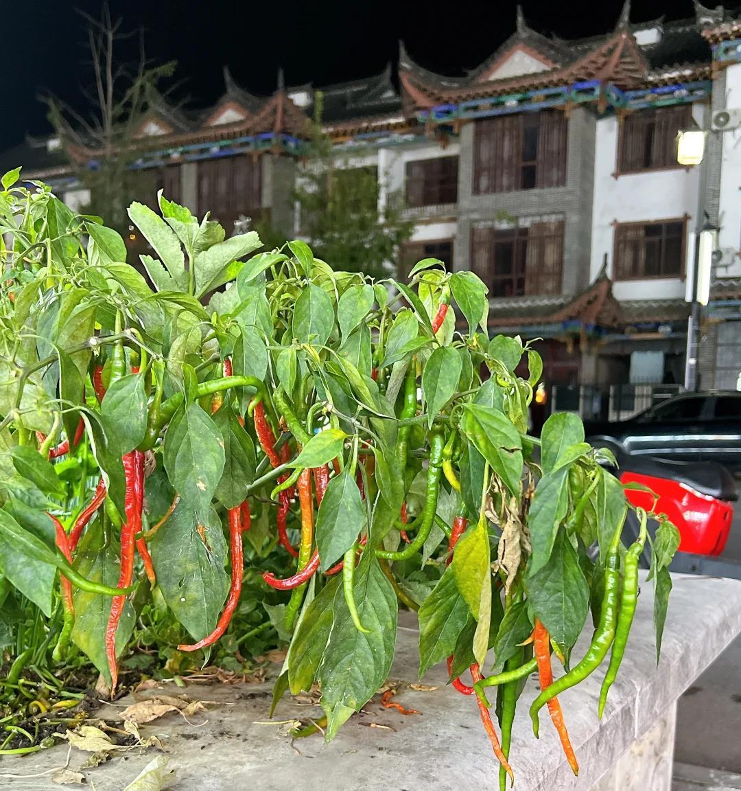 男子晒“街边的高能绿化带”，笑死了，网友：摘下来都能炒一盘了