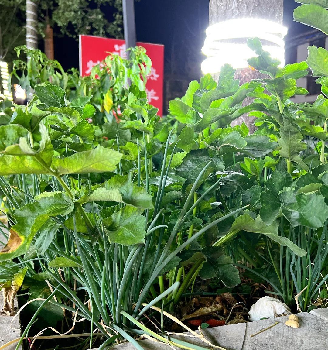 男子晒“街边的高能绿化带”，笑死了，网友：摘下来都能炒一盘了