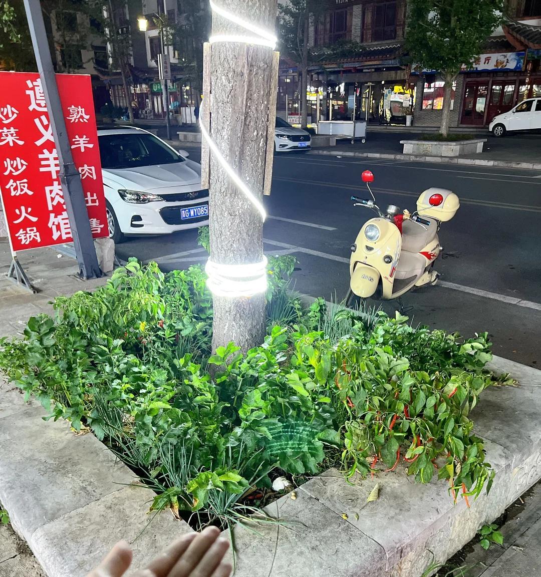 男子晒“街边的高能绿化带”，笑死了，网友：摘下来都能炒一盘了