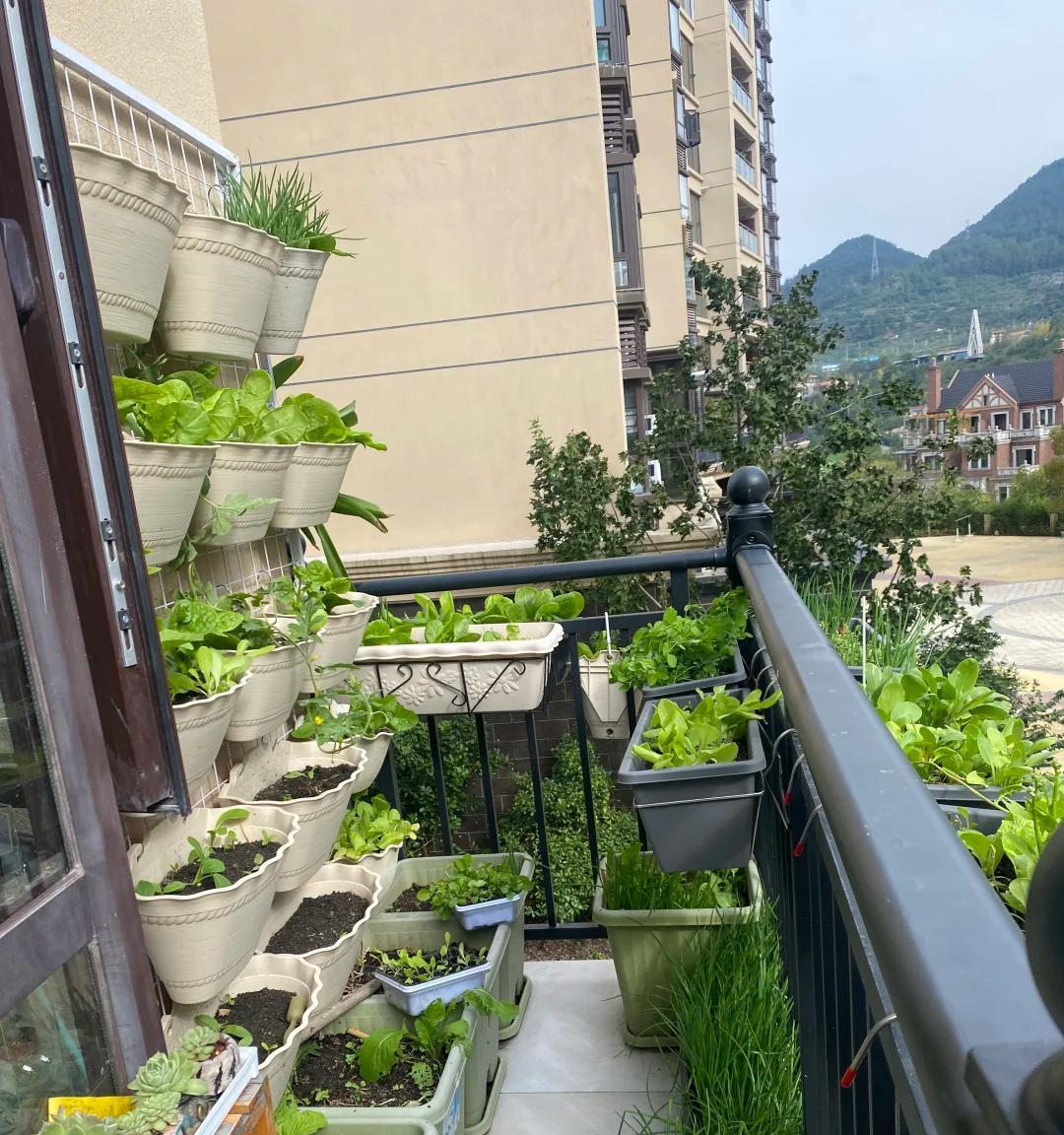 男子晒“街边的高能绿化带”，笑死了，网友：摘下来都能炒一盘了