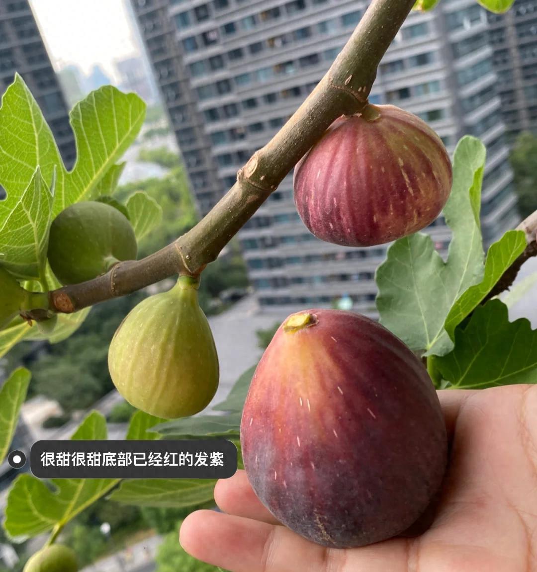 女子“养3年的无花果，开花”引围观，真的很丑，网友：它想开了