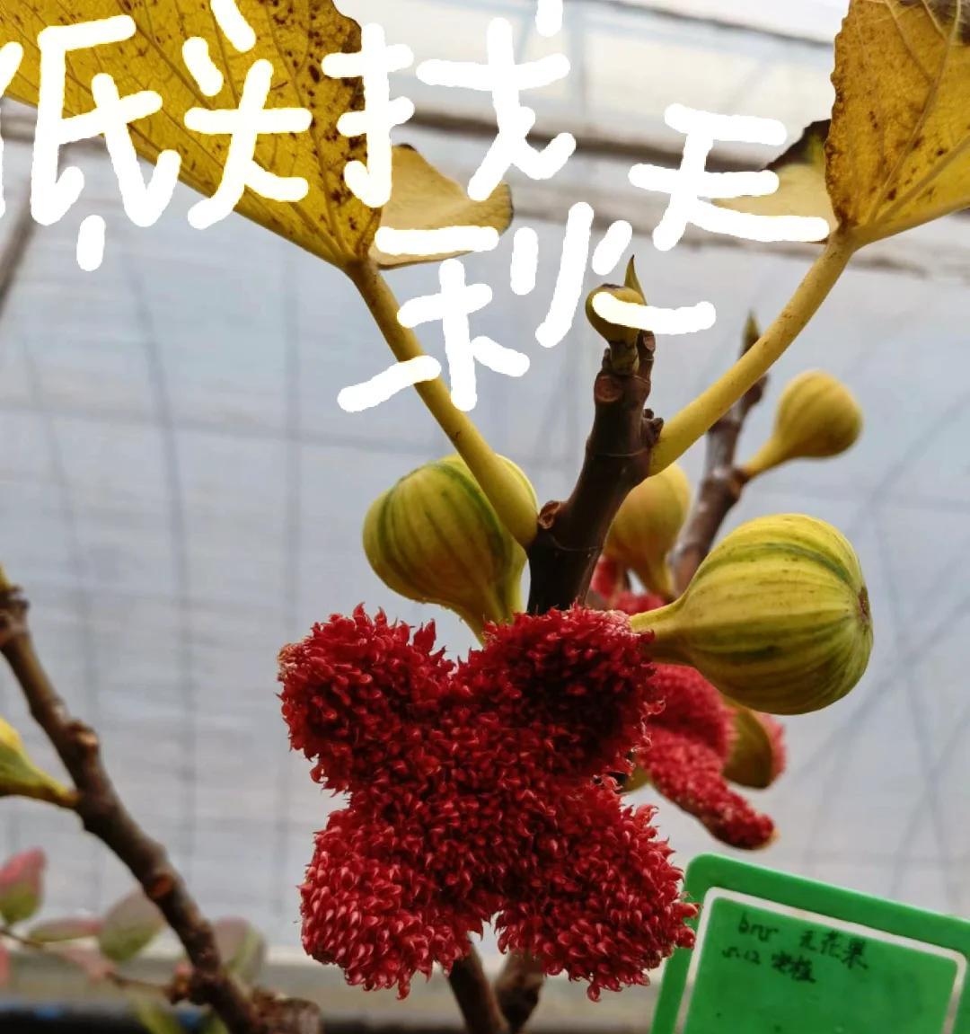 女子“养3年的无花果，开花”引围观，真的很丑，网友：它想开了