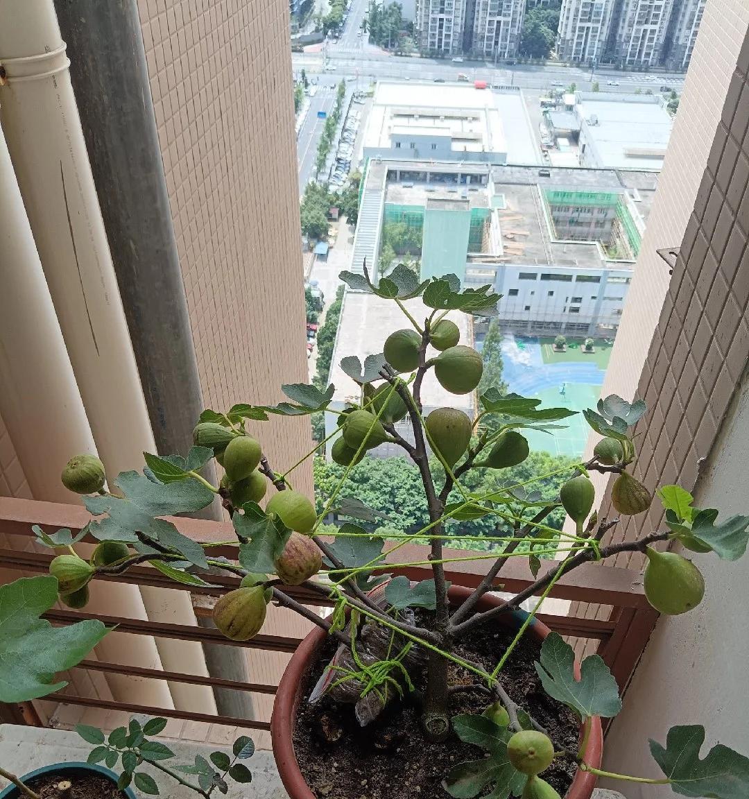 女子“养3年的无花果，开花”引围观，真的很丑，网友：它想开了