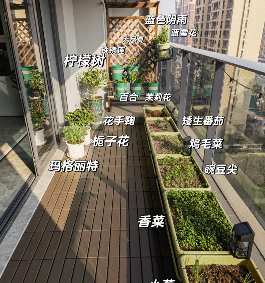 男子因“老婆种菜”很闹心：客厅已阵亡，菜还没吃上，咋劝退？