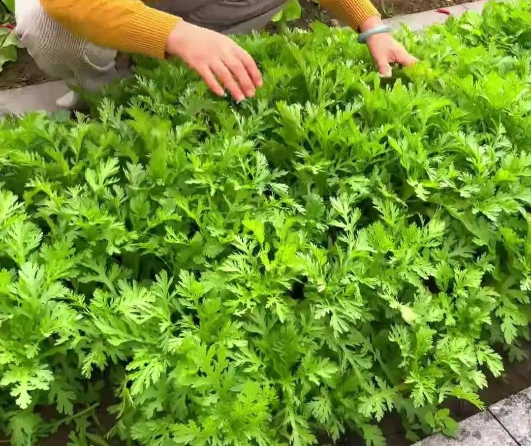 秋分不播冬菜空！20+秋冬蔬菜播种时间全攻略，晚了只能买菜吃