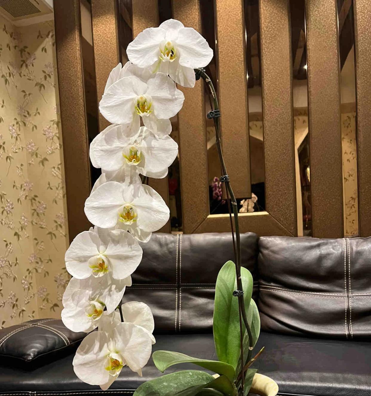 男子晒“5万一盆的龙兰”，真豪气，网友：怪我没见识，感觉假的
