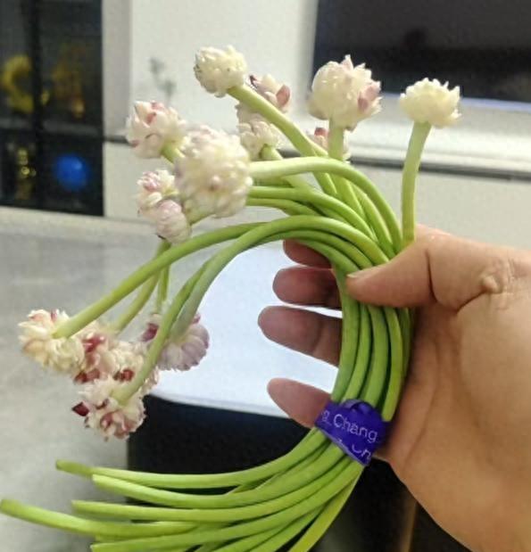 女子“遗忘16天的蒜苔竟开花了”，好美，网友：我读书少，别骗我