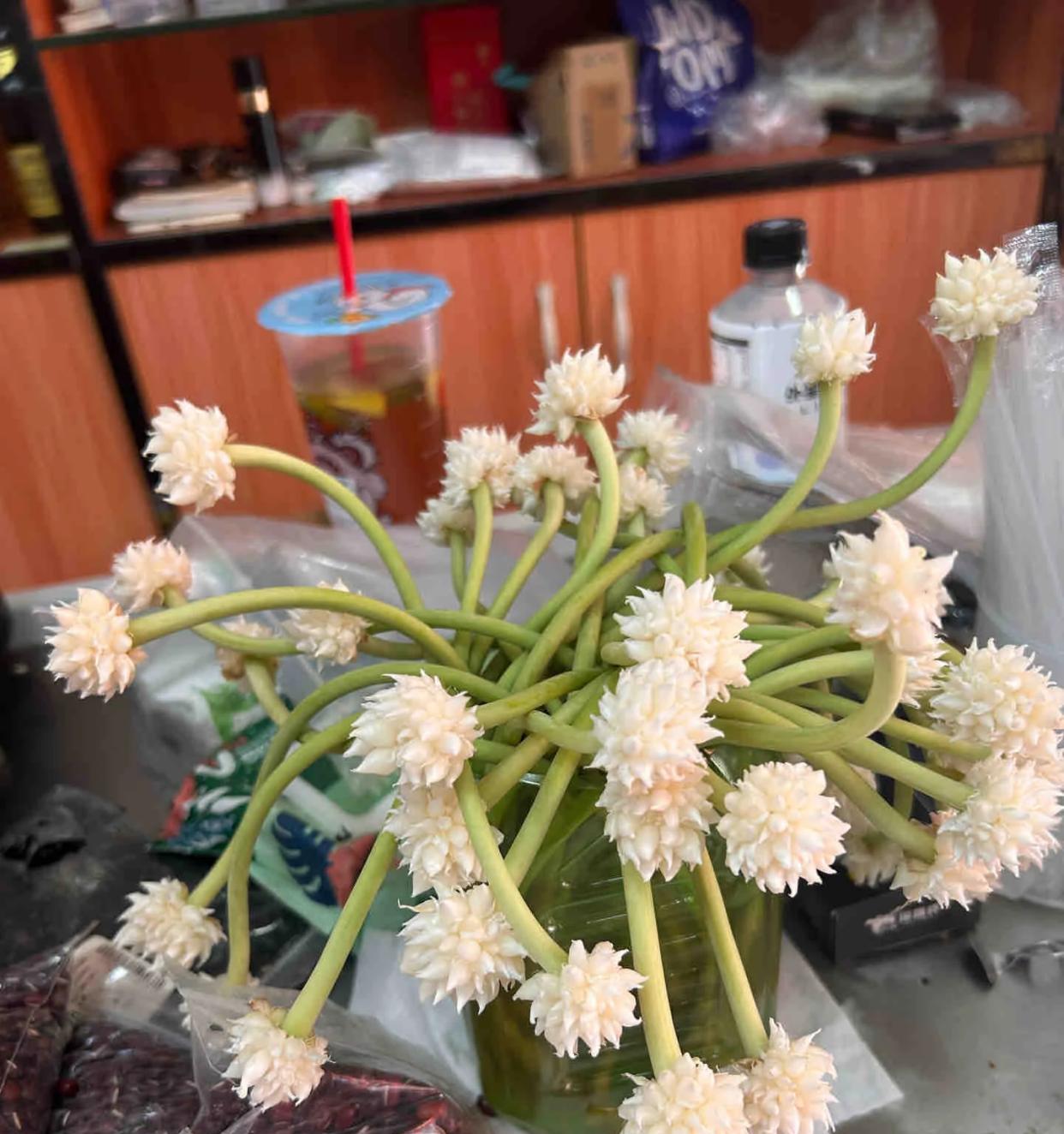 女子“遗忘16天的蒜苔竟开花了”，好美，网友：我读书少，别骗我