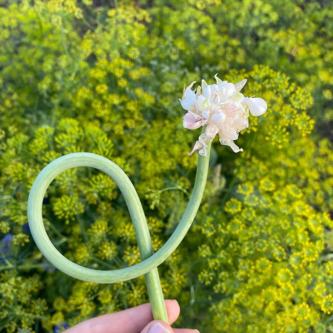 女子“遗忘16天的蒜苔竟开花了”，好美，网友：我读书少，别骗我