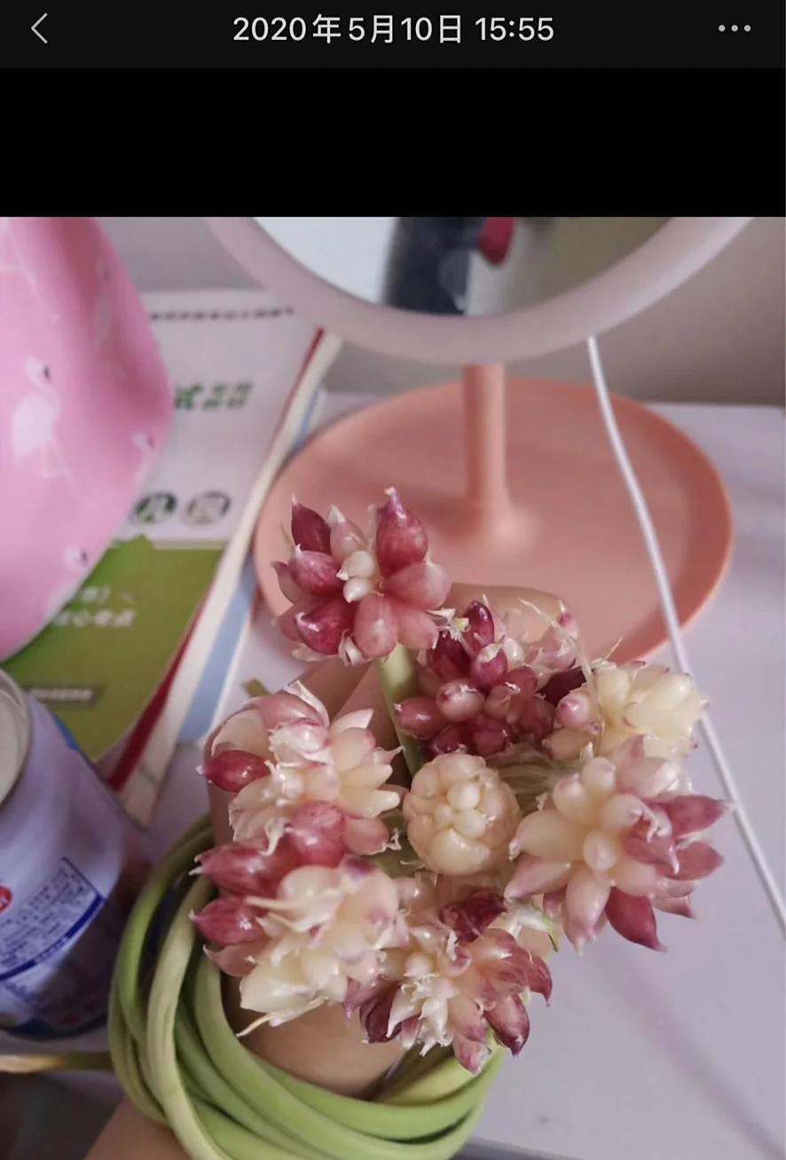 女子“遗忘16天的蒜苔竟开花了”，好美，网友：我读书少，别骗我