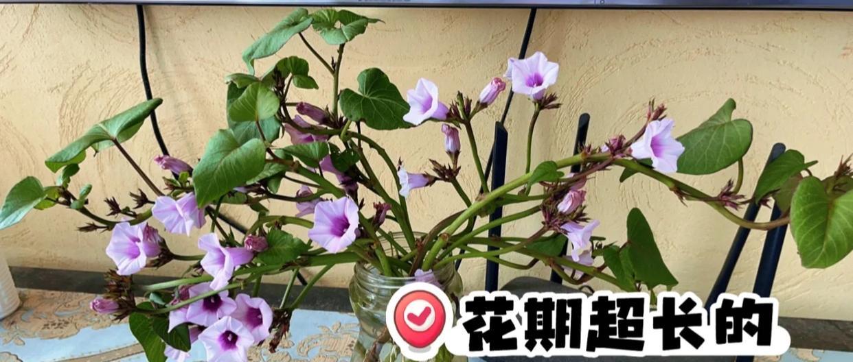 女子“遗忘16天的蒜苔竟开花了”，好美，网友：我读书少，别骗我
