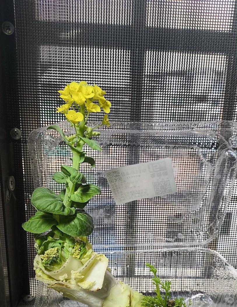 女子“遗忘16天的蒜苔竟开花了”，好美，网友：我读书少，别骗我