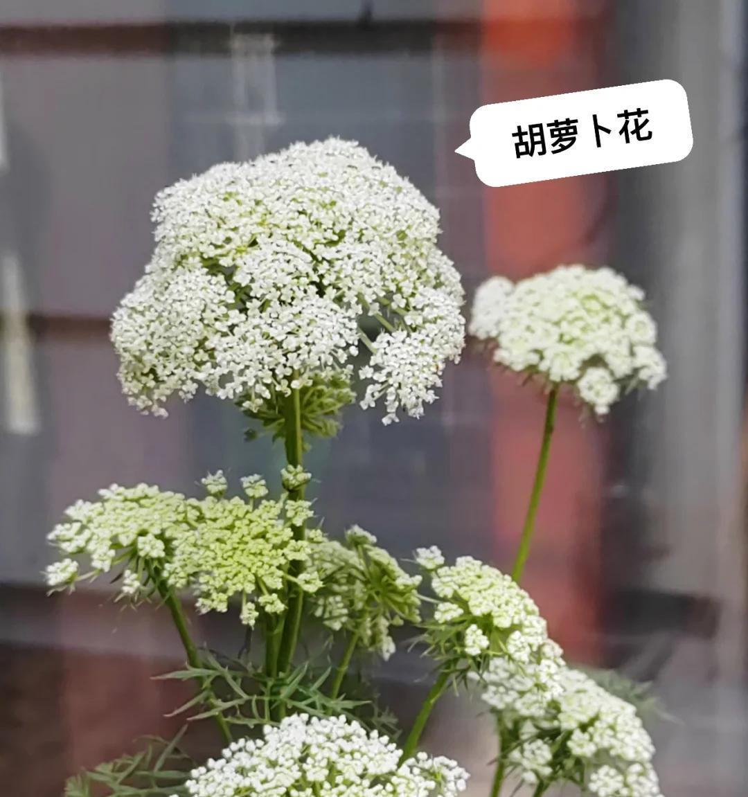 女子“遗忘16天的蒜苔竟开花了”，好美，网友：我读书少，别骗我