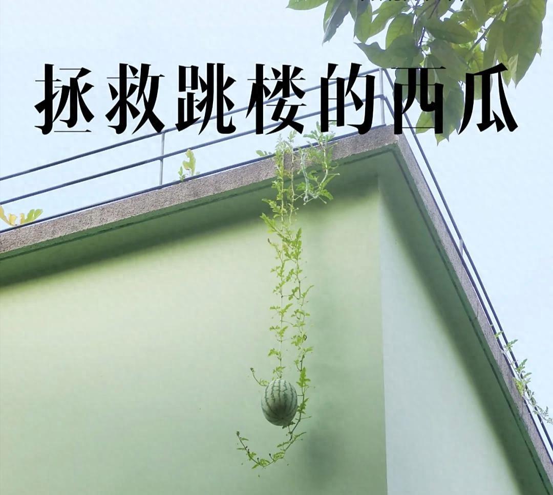 女子因“拯救跳楼西瓜”引围观，好震撼，网友：谁出的馊主意，牛
