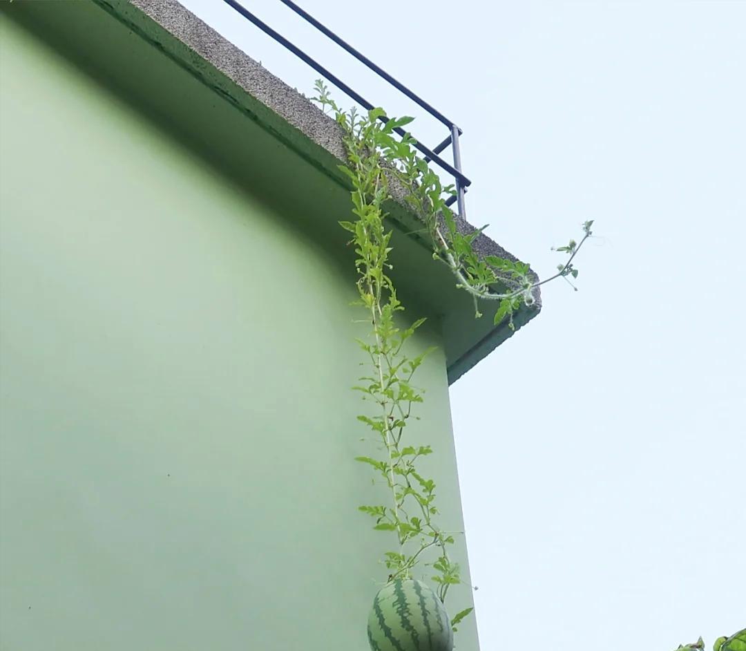 女子因“拯救跳楼西瓜”引围观，好震撼，网友：谁出的馊主意，牛