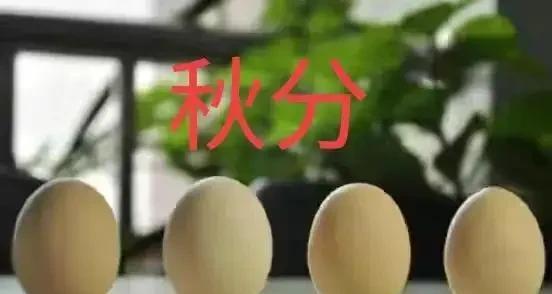9月23号秋分，老话"吃过秋分饭，鸡蛋也会站"是真的吗？有啥说法