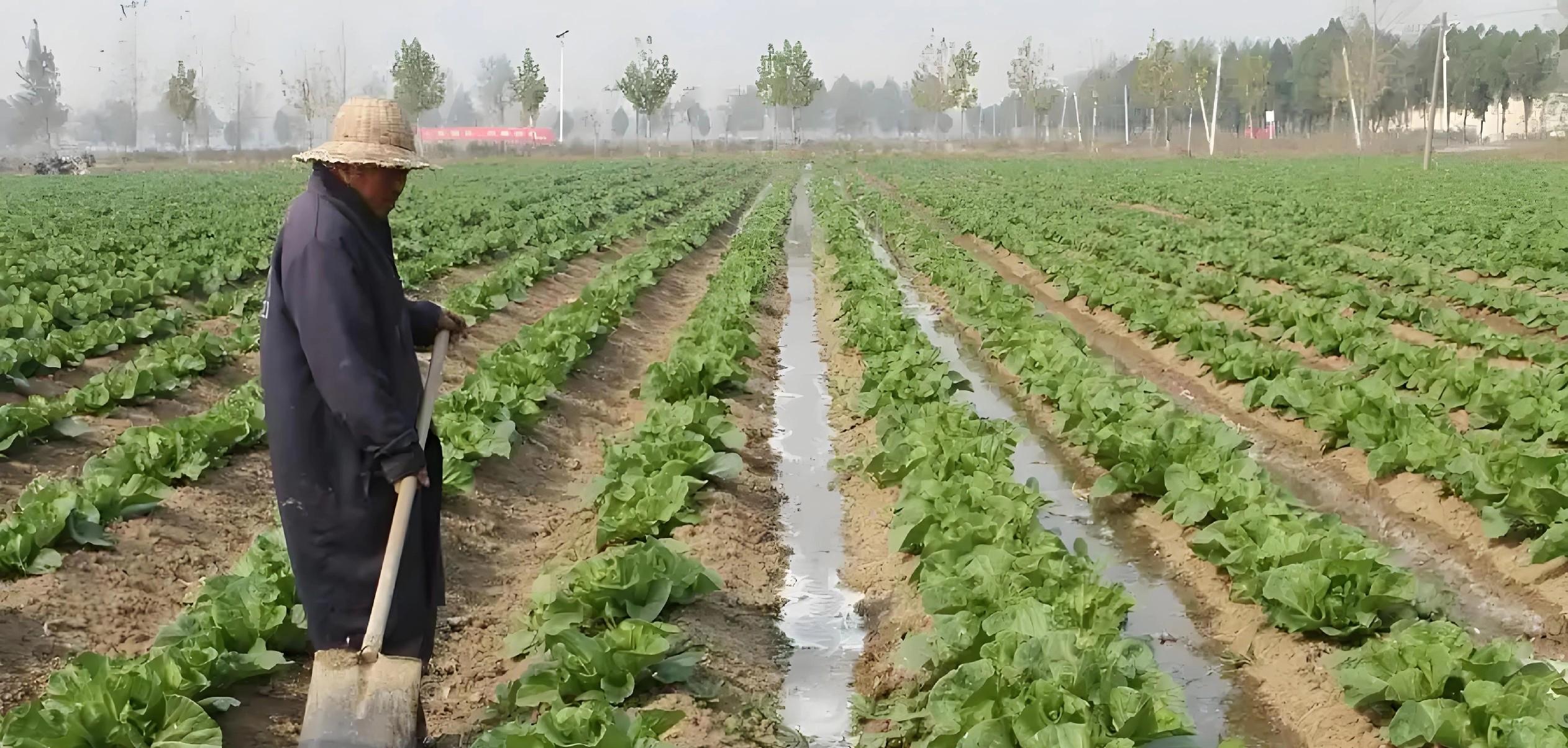早上还是晚上？给白菜萝卜浇水的2个黄金时段，选对产量翻倍！