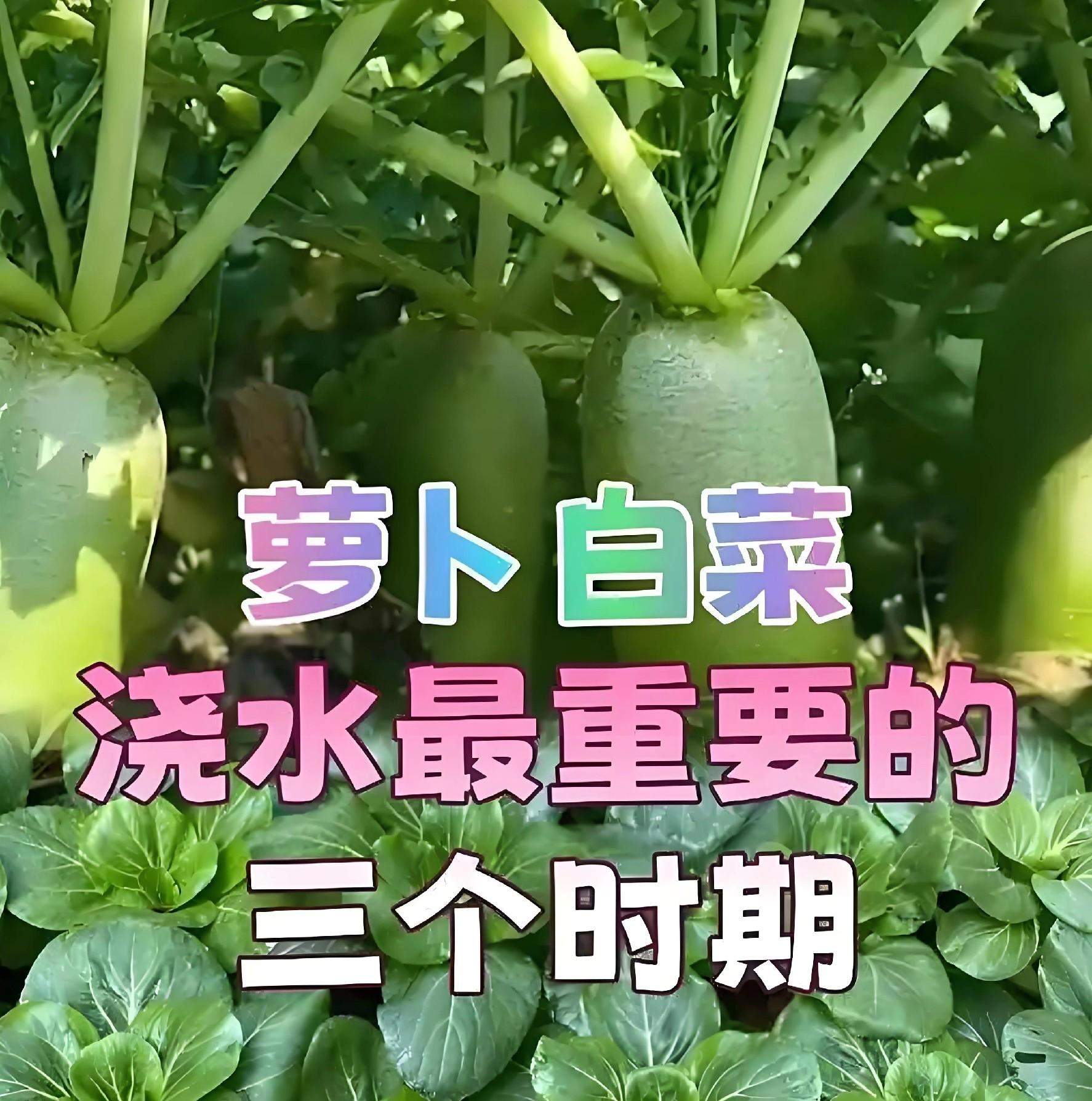 早上还是晚上？给白菜萝卜浇水的2个黄金时段，选对产量翻倍！