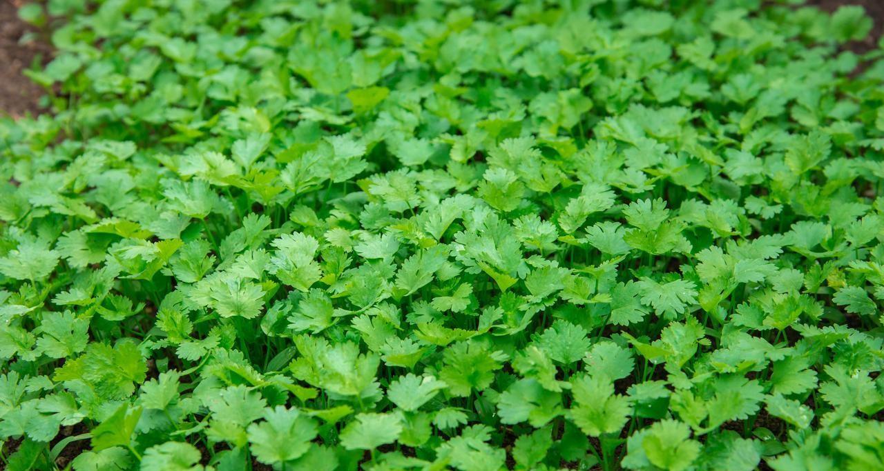 白露早、寒露迟、秋分种植正当时，秋分这些露地蔬菜要抓紧种了