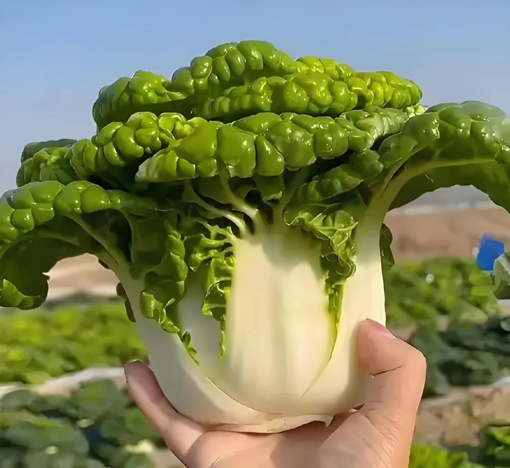 秋分后别闲着！这8种蔬菜赶紧种，南北方差异一次说清