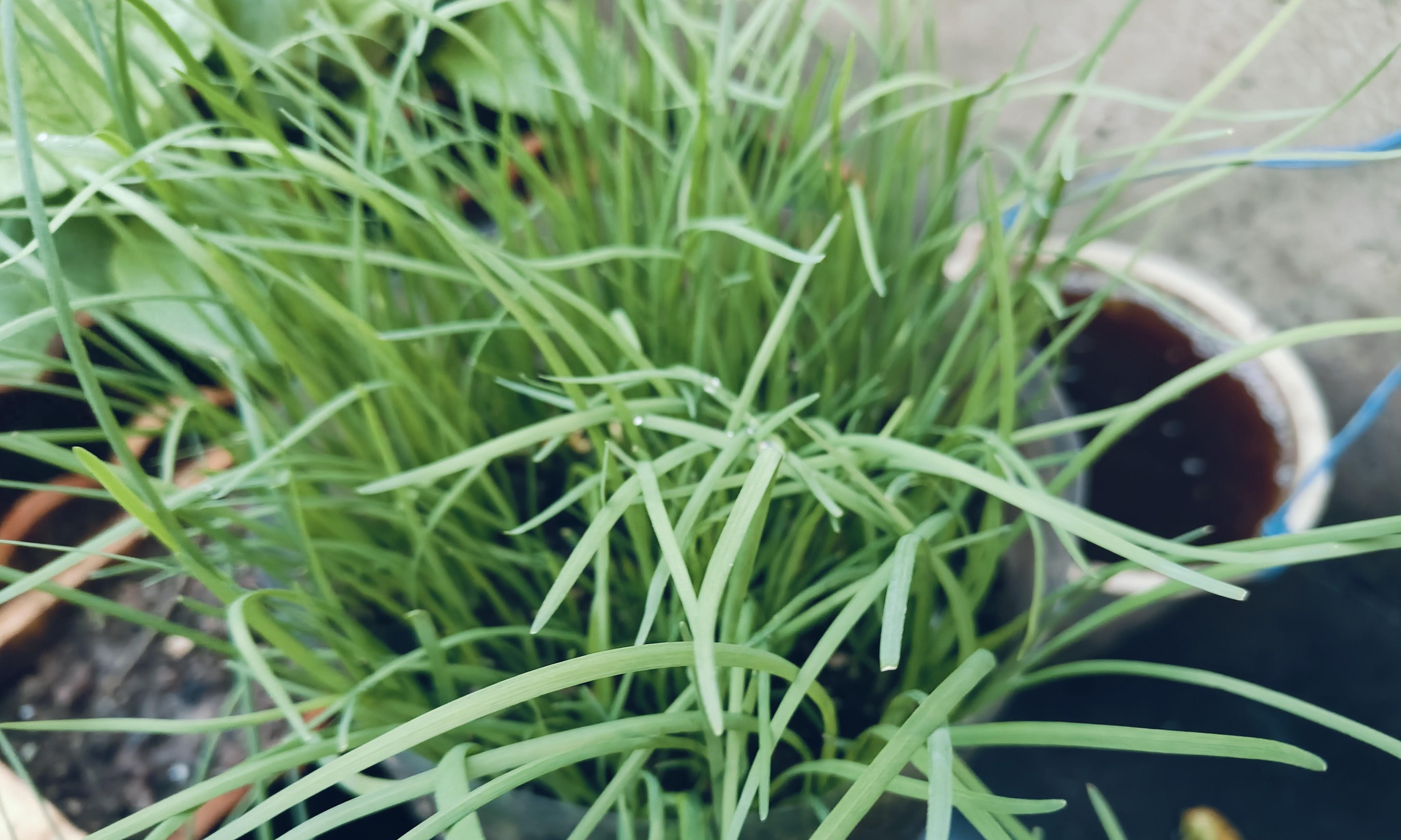 5种“懒人”蔬菜，种一次吃一辈子，聪明的老农都种在房前屋后