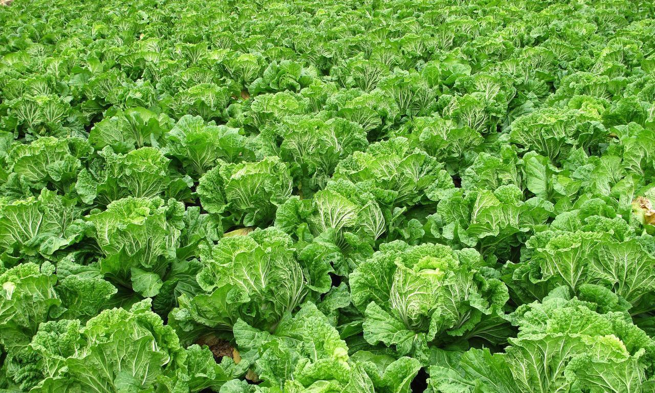 种菜用啥肥料好？松土、长叶、开花、结果各用什么肥料？这里全了
