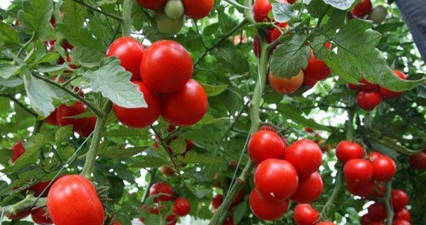 种菜用啥肥料好？松土、长叶、开花、结果各用什么肥料？这里全了