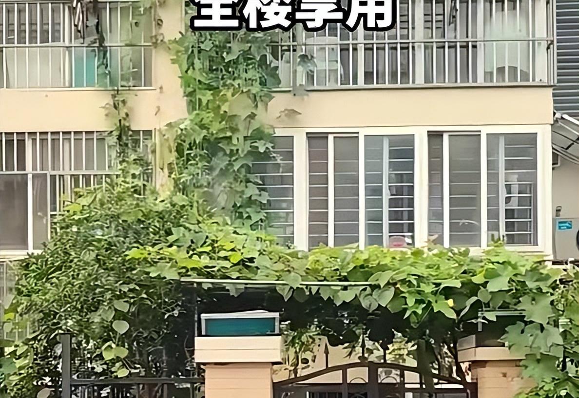 男了晒“奶奶养的6层楼高的丝瓜”，好震撼：一人种瓜全楼吃，牛