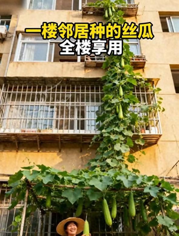 男了晒“奶奶养的6层楼高的丝瓜”，好震撼：一人种瓜全楼吃，牛