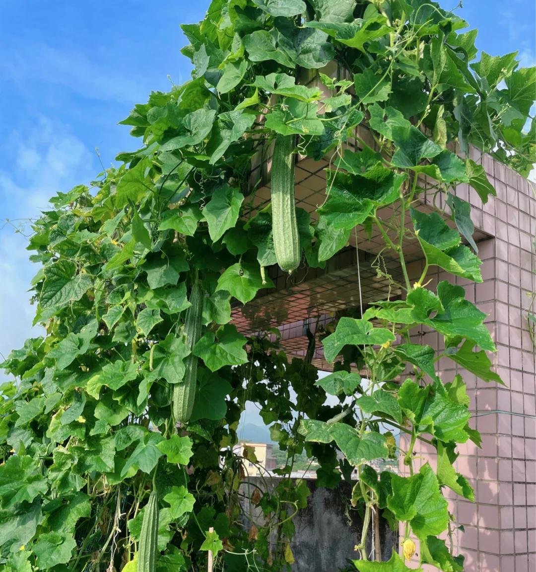 男了晒“奶奶养的6层楼高的丝瓜”，好震撼：一人种瓜全楼吃，牛