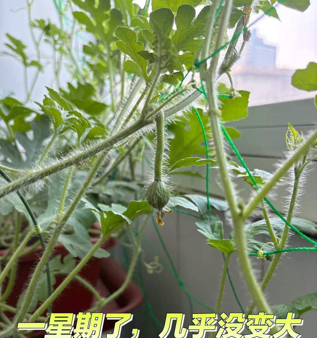 小伙离家3个月，院子里竟长出8个大西瓜，网友：正大光明来报恩！
