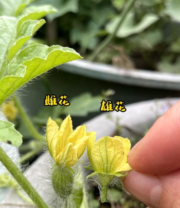 小伙离家3个月，院子里竟长出8个大西瓜，网友：正大光明来报恩！