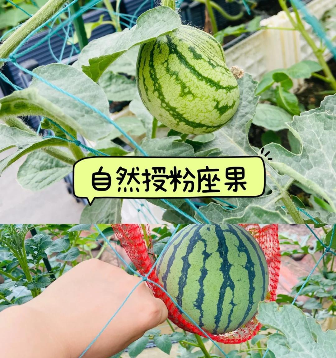 小伙离家3个月，院子里竟长出8个大西瓜，网友：正大光明来报恩！