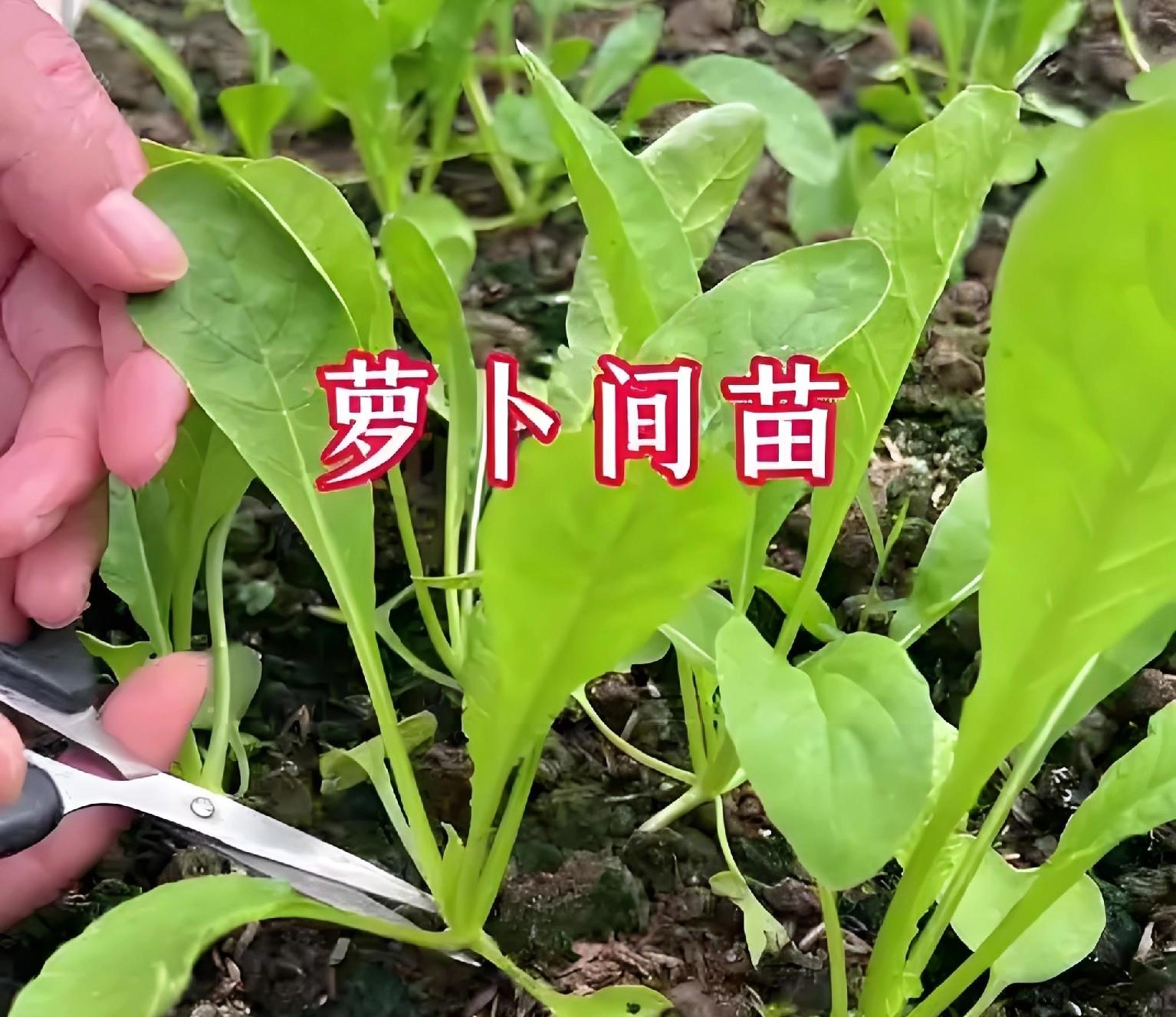 种萝卜3大误区，9成新手都踩坑！施肥时间表来了，照着做亩产翻番