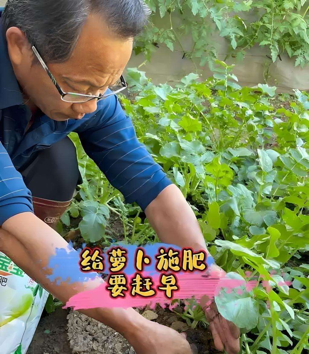 种萝卜3大误区，9成新手都踩坑！施肥时间表来了，照着做亩产翻番
