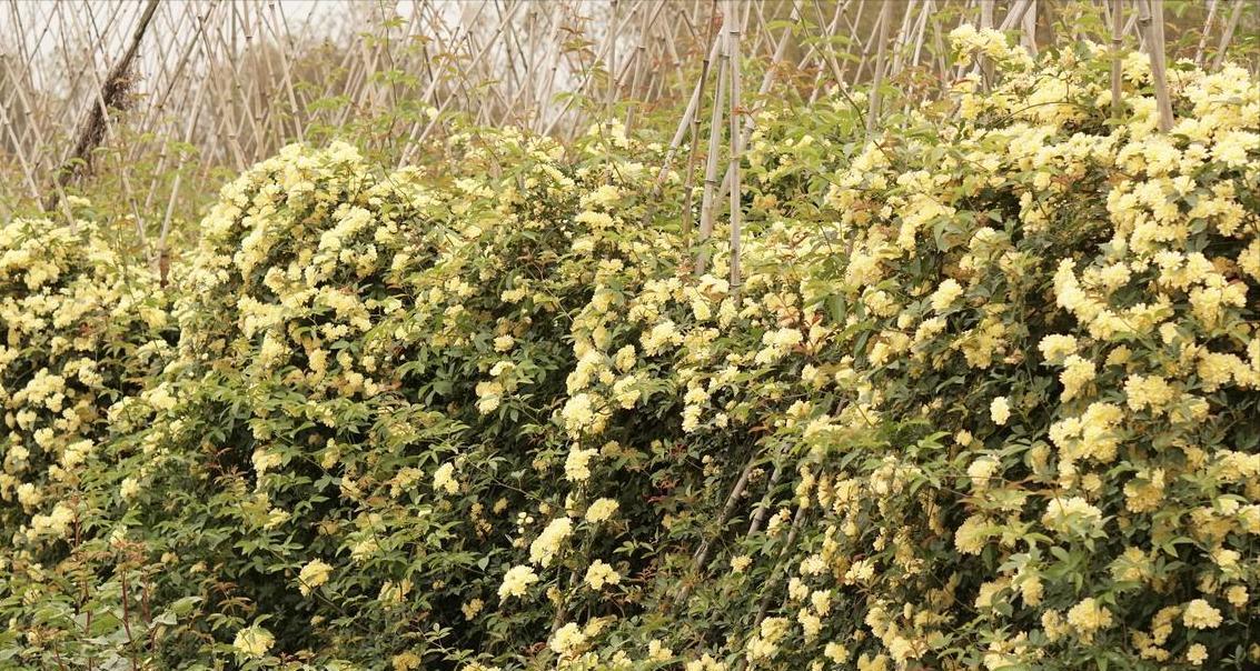 3年亩产3000斤！云木香种植技术全公开，新手也能轻松入门