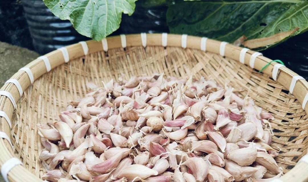 明日秋分种大蒜迟迟不出苗？九成是这三点没做对！现在改还来得及