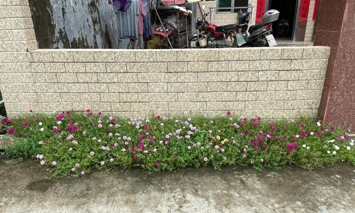 大爷种的“爱心花”，被10万人看过，网友：诗意而不自知，好浪漫