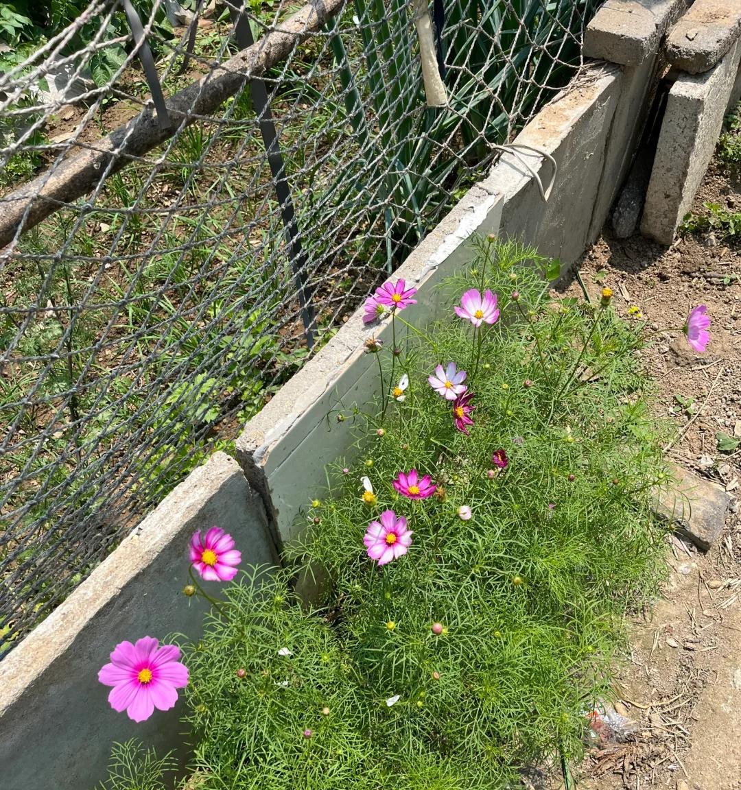 大爷种的“爱心花”，被10万人看过，网友：诗意而不自知，好浪漫