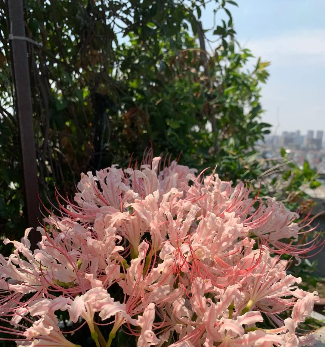 男子“一盆花养7年，美得不似凡间花”，网友：扔了吧，不吉利~