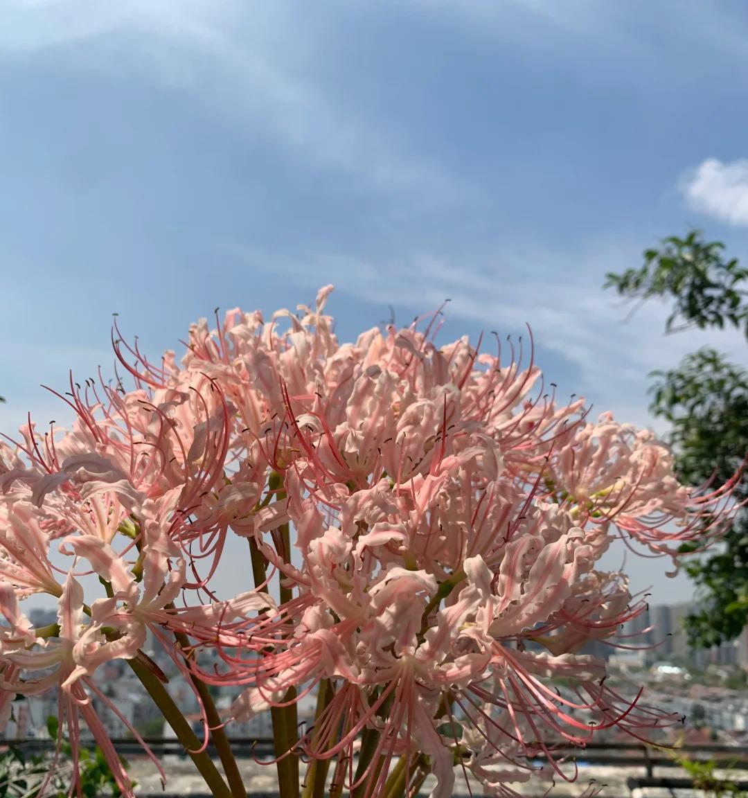 男子“一盆花养7年，美得不似凡间花”，网友：扔了吧，不吉利~