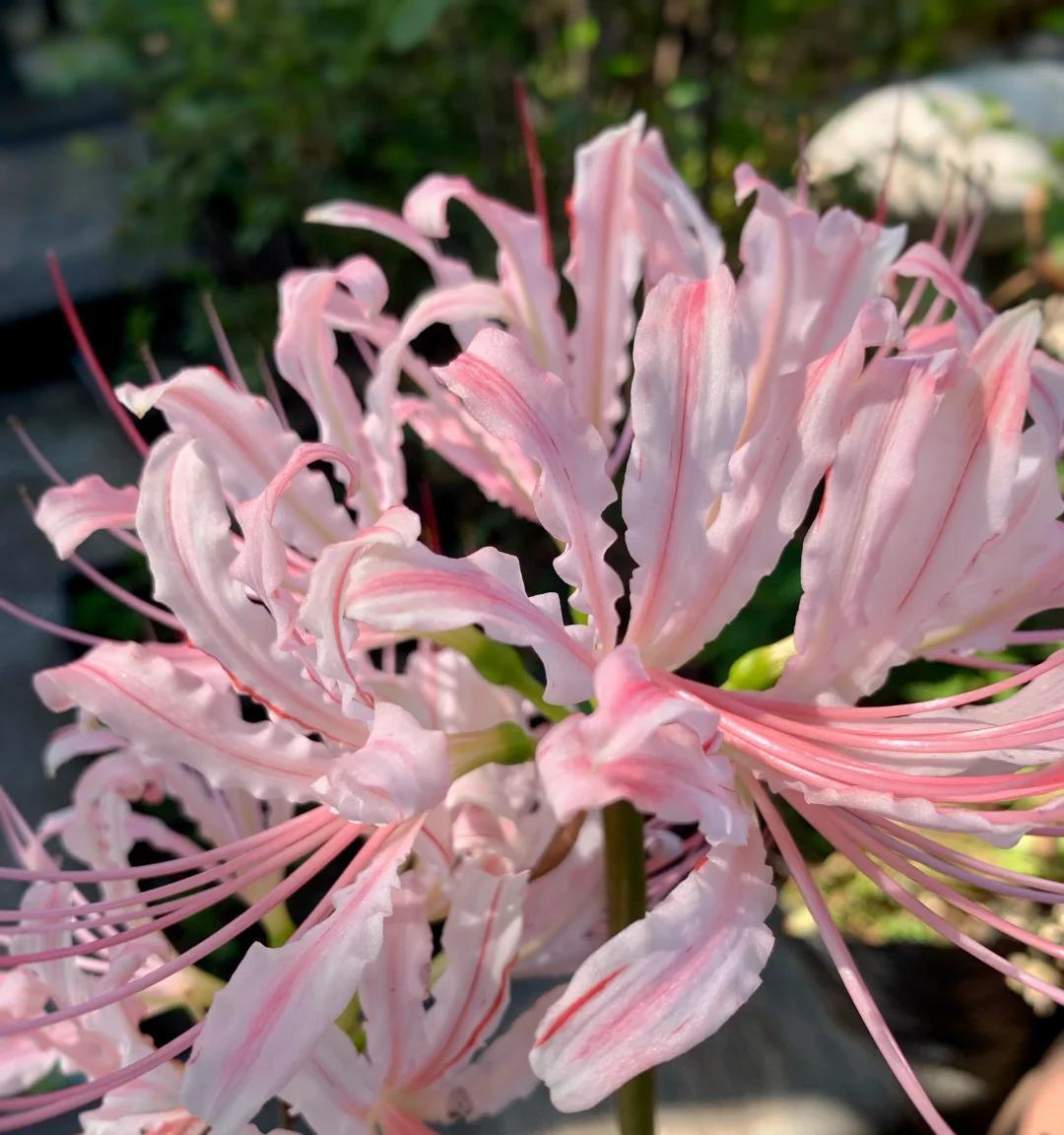 男子“一盆花养7年，美得不似凡间花”，网友：扔了吧，不吉利~
