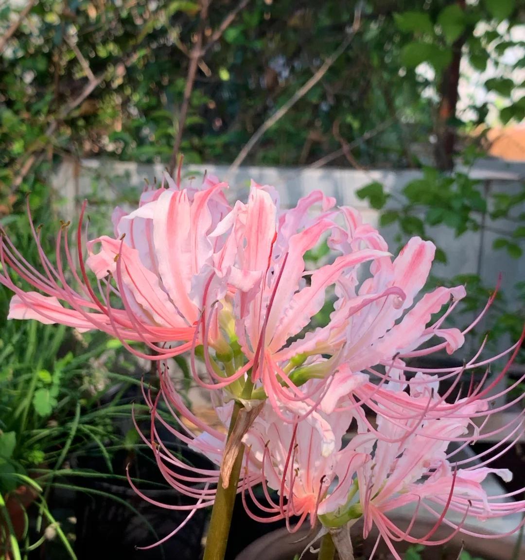 男子“一盆花养7年，美得不似凡间花”，网友：扔了吧，不吉利~