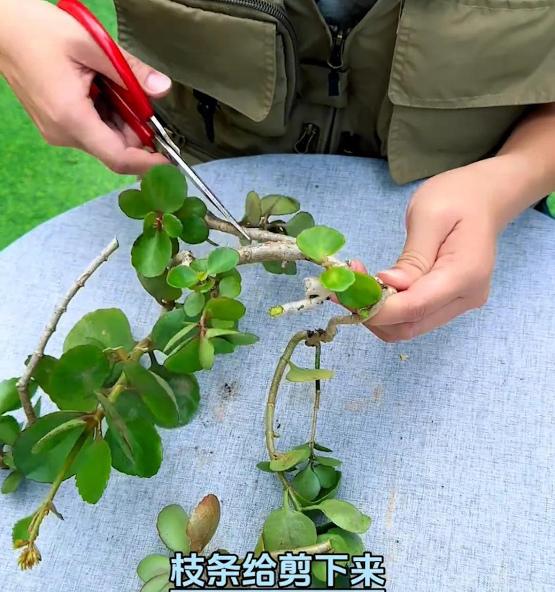87岁爷爷“痴迷”长寿花，3年繁殖上百盆，好喜庆，网友：太牛了