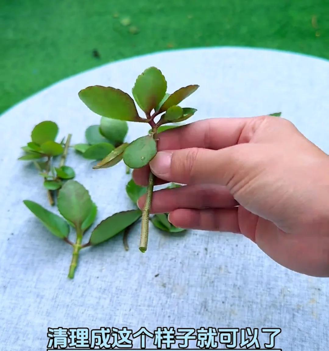 87岁爷爷“痴迷”长寿花，3年繁殖上百盆，好喜庆，网友：太牛了
