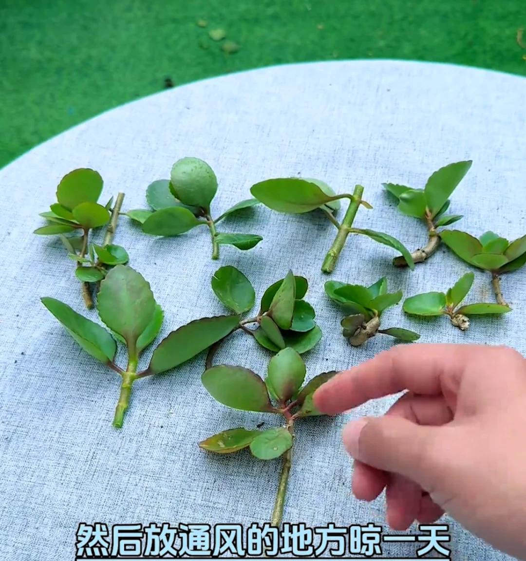 87岁爷爷“痴迷”长寿花，3年繁殖上百盆，好喜庆，网友：太牛了