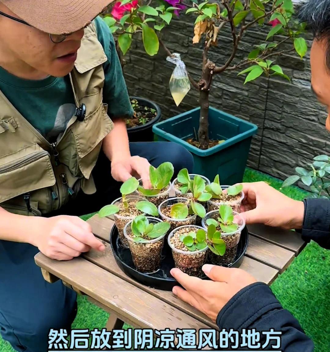 87岁爷爷“痴迷”长寿花，3年繁殖上百盆，好喜庆，网友：太牛了